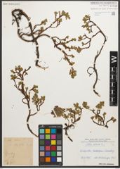 Foto von Salix retusa L.